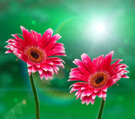 Gerber flower on green background