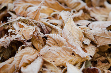 Frozen leaves