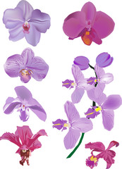 isolated violet orchid flower collection