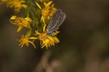 Heller Alpenbläuling