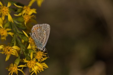 Heller Alpenbläuling