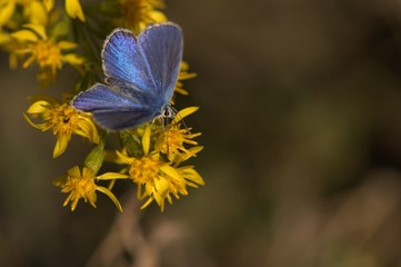 Heller Alpenbläuling