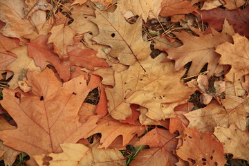 Herbstblätter