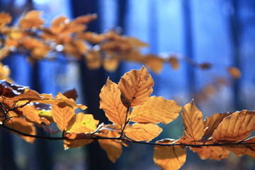 Herbststimmung