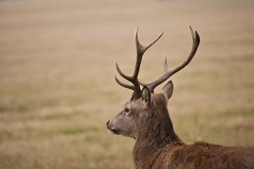 Portrait of majestic red deer stag in Autumn Fall