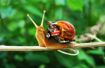 Speedy