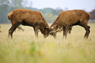 Fototapeta premium Red deer stags jousting with antlers in Autumn Fall forest meado