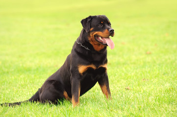 Rottweiler 16