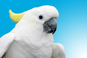 bird parrot