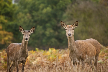 Naklejka na ściany i meble Beautiful image of red deer female does in Autumn Fall forest