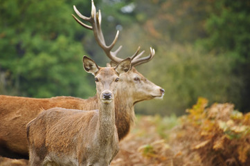 Naklejka na ściany i meble Beautiful image of red deer female does in Autumn Fall forest