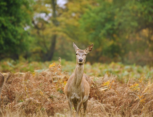 Beautiful image of red deer female does in Autumn Fall forest