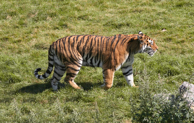 Tiger Stroll