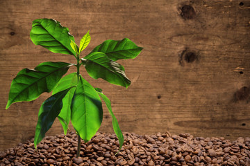 Coffee tree with coffee beans