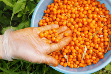 The crop of sea-buckthorn berries in the bucket