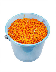 The full bucket of sea-buckthorn berries