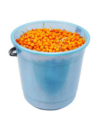 The full bucket of sea-buckthorn berries