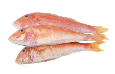 Red mullet fish isolated on white background