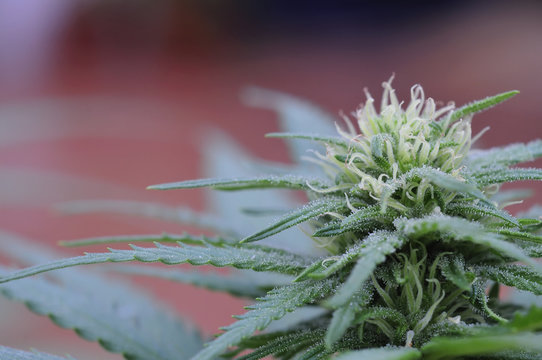 Medical Cannabis