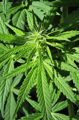 Naklejka na ściany i meble Cannabis Sativa