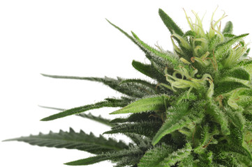 Cannabis Flower, White Background