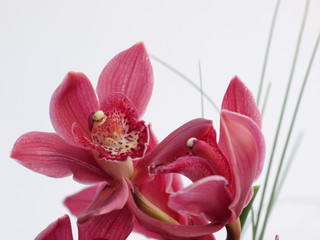 Cymbidie Orchidee rote Blüte