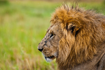 Male lion looking sideway.