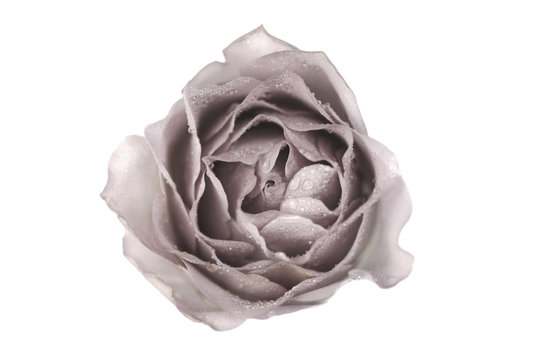 Fototapeta Rose
