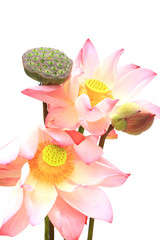 Pink lotus flower islated