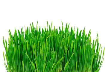 Green grass isolated on white background
