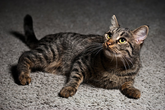 portrait of a cat lying on the carpet
