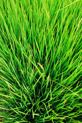 closer up a rice field