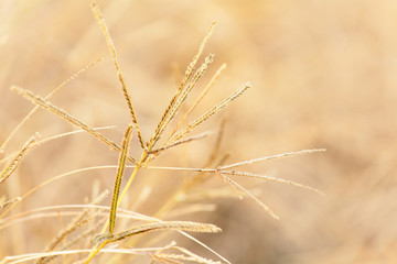 Fototapeta premium yellow autumn grass