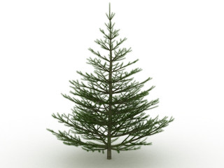 Fototapeta premium Green tree