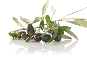 olive branch