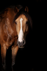 Berber Pferd