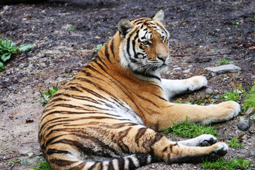Fototapeta na wymiar Tiger odpoczynku na ziemi