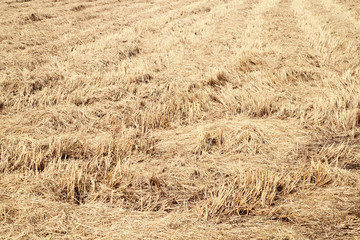 rice straw filed