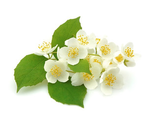 flowers of jasmine