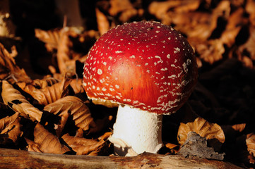 Amanita muscaria