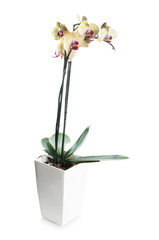 Beautiful yellow and pink orchid