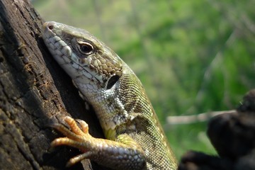 Green lizard in nature