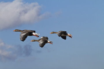 Greylag tw0060