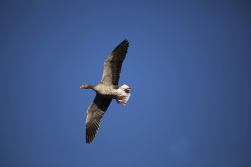 greylag tw0061