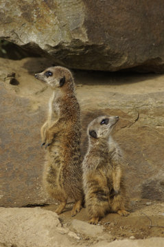 Wachsame Erdm&auml;nnchen