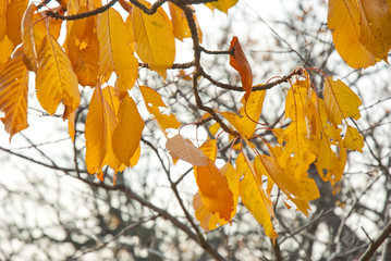 autumn leaves