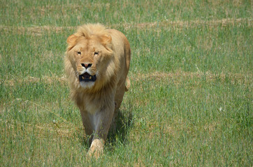 Obraz na płótnie Canvas lion roaring