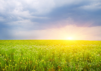 Fototapeta premium sunset on flower meadow.