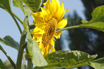 Side view of a Sunflower