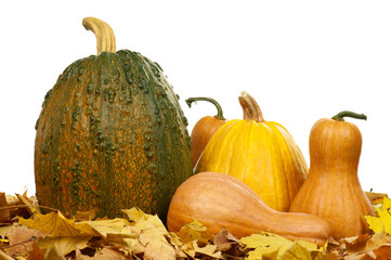 Ripe pumpkins